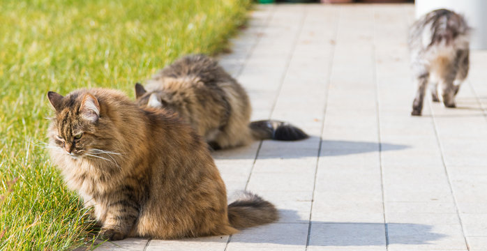 Siberian cat outdoor on the grass green, long haired pet with brown ahir