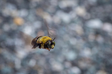 Close Up Photo of a Bee Flying Over a Patch of Speckled Road Asphalt on a Bright Summer Day