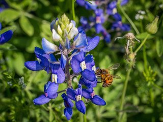 Fototapeta na wymiar Colorful, Close Up Photo of a Bee on a Bluebonnet Flower - Collecting Pollen in the Spring with Plants and Flowers in the Background
