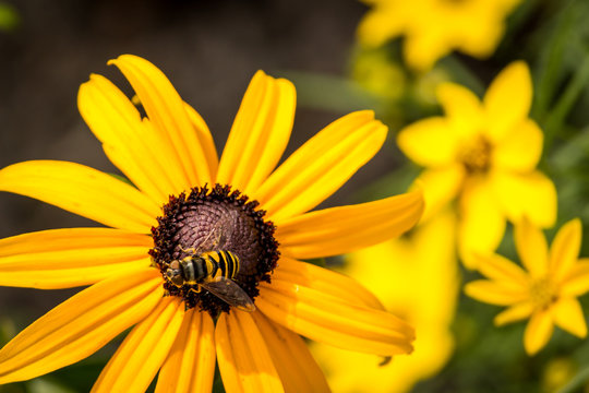 Vivid, Close Up Photo of a Bee Perched on a Yellow Flower - Collecting Pollen in the Summer with More Yellow Flowers in the Background