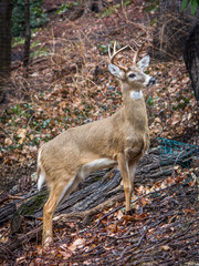 Nature Photo of a Young Buck with Antlers - Climbing a Hill in a Forest in the Fall with Leaves, Trees and a Log in the Background