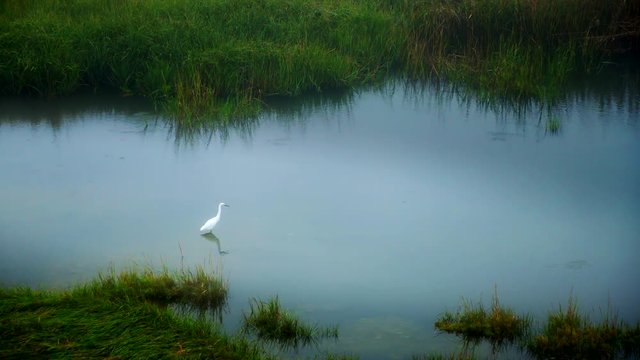 White Egret bird in scenic marshland from above