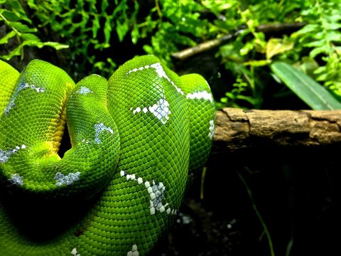 Vibrant, Close Up Nature Photo of a Green Emerald Tree Boa Snake Coiled on a Log - with Various Plants in the Background 