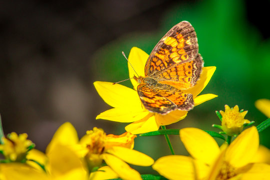 Vibrant, Close Up Nature Photo of an Orange Butterfly Sitting on a Yellow Flower - on a Bright Summer Day 