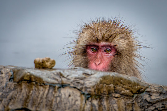Vibrant, Close Up Photo of a Snow Monkey in Hot Springs Peeking Over a Rock - with Wet, Matted Fur and Peering Eyes in the Mountains of Japan in the Winter
