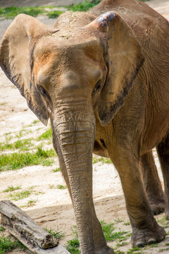 Close Up Nature Photo of an Elephant - with Sand and Grass in the Background on a Bright, Sunny Day