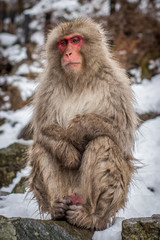 Snow Monkey Sitting in the Forest - Perched on a Rock, with Snow and Foliage in the Background in a Mountainous Region of Japan in the Winter
