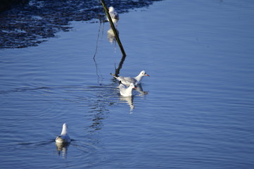 The birds of the sea