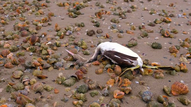 Dead bird among the rapan shells on the sandy sea beach after storm. Close-up view.