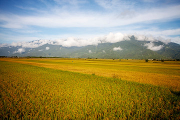 Rural scenery with golden paddy rice farm at Luye, Taitung, Taiwan