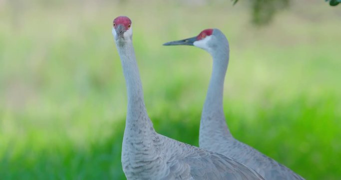 Sandhill Cranes looking at camera. Nice close-up of red head and eyes. 4K Slow-motion.