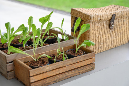 Tiny Plant In Small Pot Wood Box And Baskety Box Weave On Counter Decorted Interior.