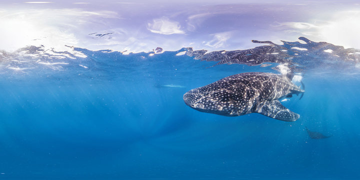 Whale shark and manta in open water