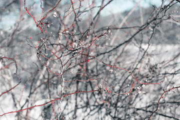 Winter Gray Tone and Red Berries Background