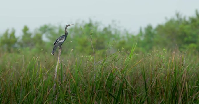 Anhinga (cormorant) perched on a dead branch in a Florida marsh