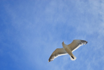 海鳥　空　素材