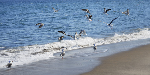 海鳥　海　波　砂浜　素材
