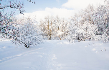 sunny and snowy day in the city park