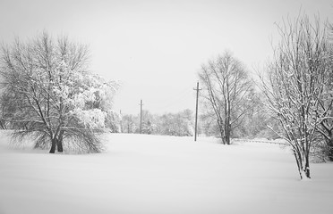 poles and trees in the snow black and white
