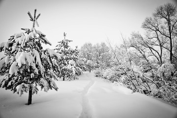 trail and spruce trees under the snow black and white