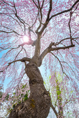 Fototapeta premium Ogród japoński Fujita Memorial w Hirosaki w Japonii