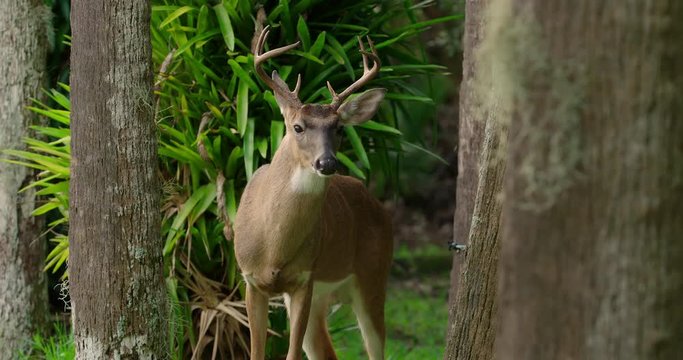 Florida Deer with nice rack of antlers looking at the camera