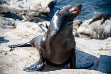 Sea Lions of La Jolla Cove, San Diego, California 