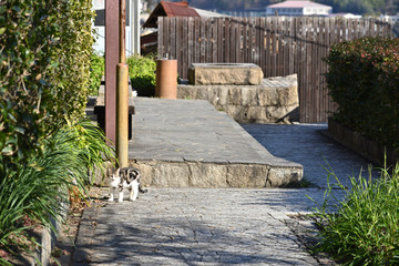 尾道の町と子猫