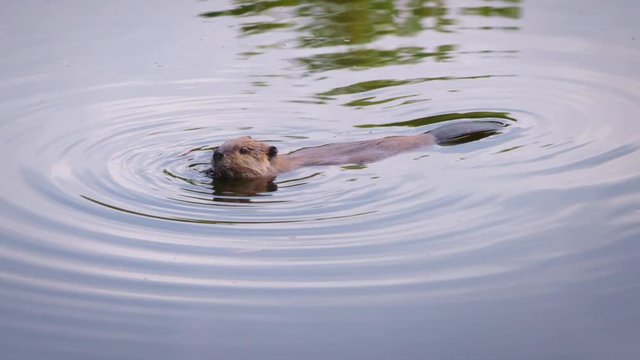 Nice shot of a beaver floating quietly while eating in a nice calm pond.