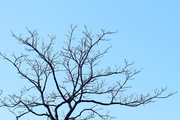 branches  in winter on blue sky background