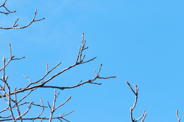 branches  in winter on blue sky background