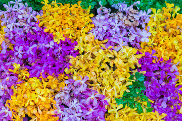 Orchid beautiful blossom flower for wallpaper or background