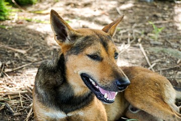 cute brown dog on the ground