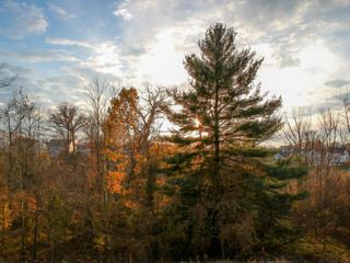 Fototapeta premium Aerial Photo of Trees in the Fall at Sunset, with Gold Foliage and a Cloudy Blue Sky in the Background 