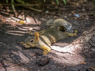 Funny Photo of a Squirrel Laying on its Belly in the Dirt, on a Hot Summer Day in the American South 