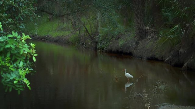 White Ibis standing in shallow creeks swamp with lots of trees and foliage