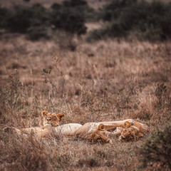 three female lions lay down on the ground with grasses and trees, and look at camera in summer season. Kenya, Africa.  