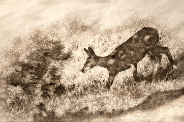 Sketch of a Deer Making Its Way Down the Hill in the Shadows