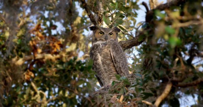 Great Horned Owl sitting in a nice Florida tree.