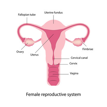 Female reproductive system anatomy vector