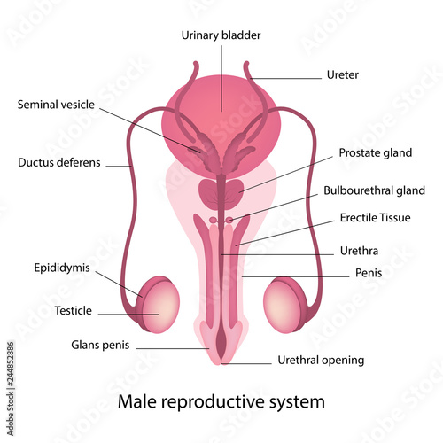 Anatomy reproductive system