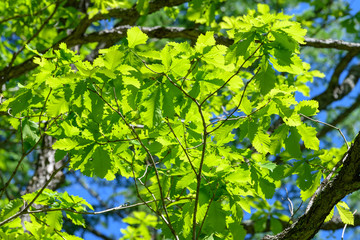 ミズナラの新緑