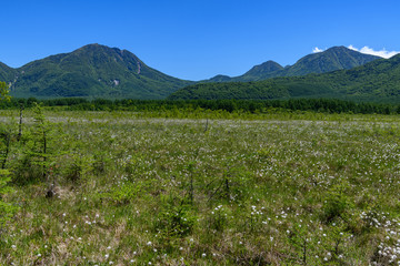 初夏の戦場ヶ原と太郎山