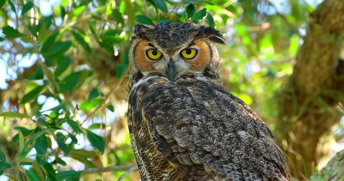 Amazing close-up of a Great Horned Owl with big eyes looking directly at camera.