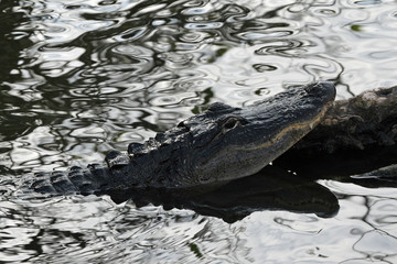 American Alligator, Alligator mississippiensis, in Everglades National Park, Florida