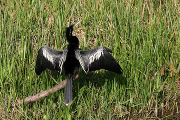 Anhinga, Anhinga anhinga, in Everglades National Park Florida
