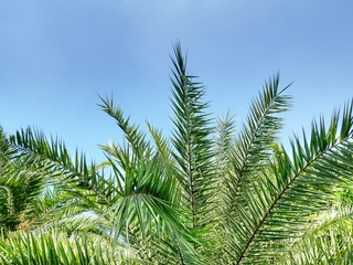 Fototapeta na wymiar Top of Green Palm Tree Against Blue Sky