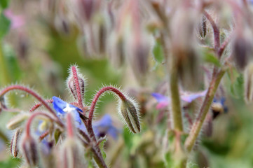 Background of blue flowers borage