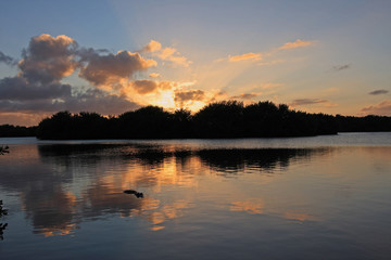 American Alligator, Alligator mississippiensis, in Paurotus Pond in Everglades National Park, Florida, at sunset