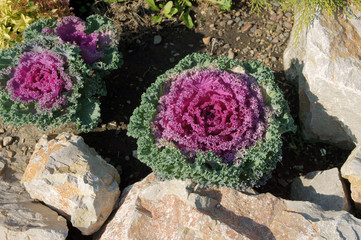 Decorative pink sprouts between the stones